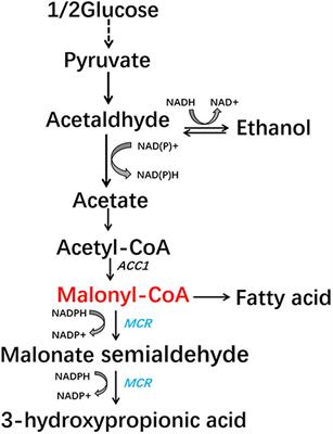 Screening Phosphorylation Site Mutations in Yeast Acetyl-CoA Carboxylase Using Malonyl-CoA Sensor to Improve Malonyl-CoA-Derived Product